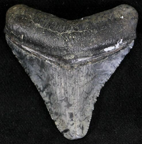 Bargain Juvenile Megalodon Tooth - Florida #21189